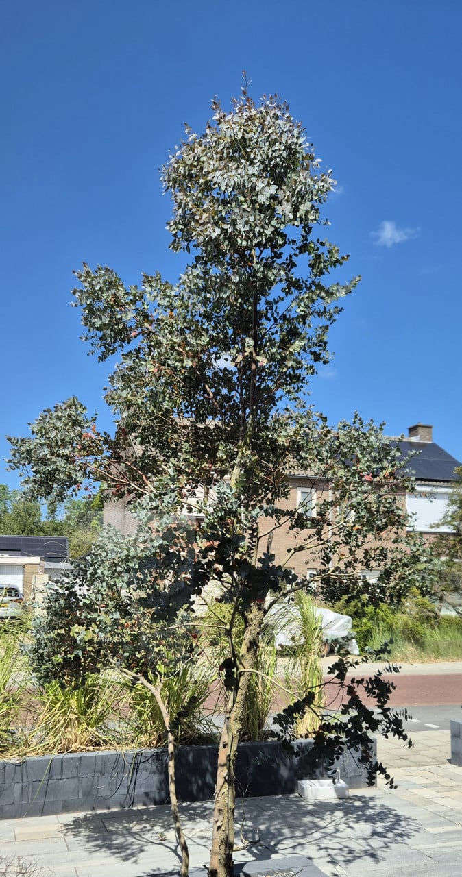Mooie grote eucalyptus boom