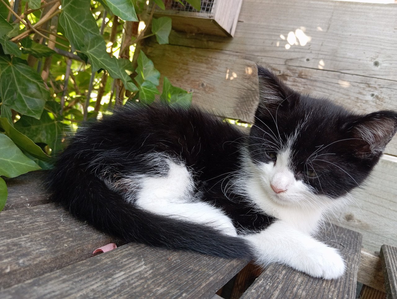 Kitten mannetje