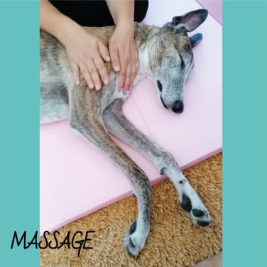Workshop: Hondenmassage voor beginners