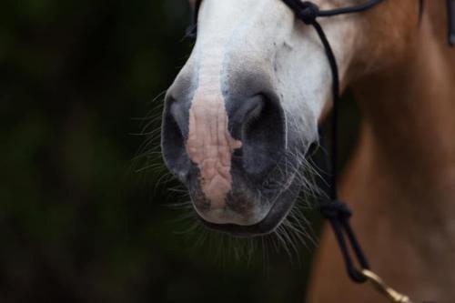 Gezocht! Verzorgpaard/pony