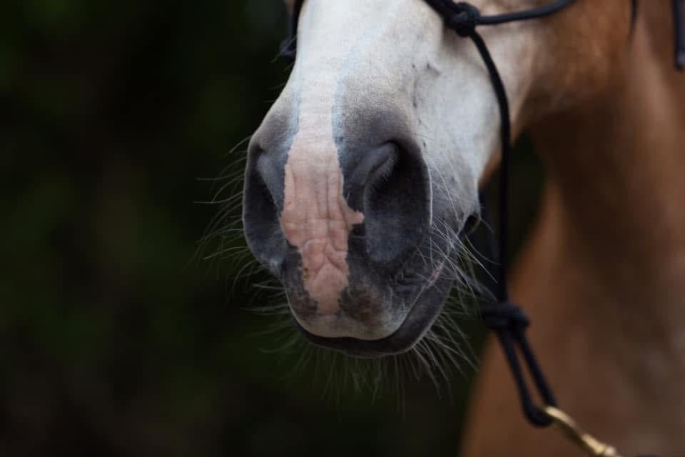 Gezocht! Verzorgpaard/pony