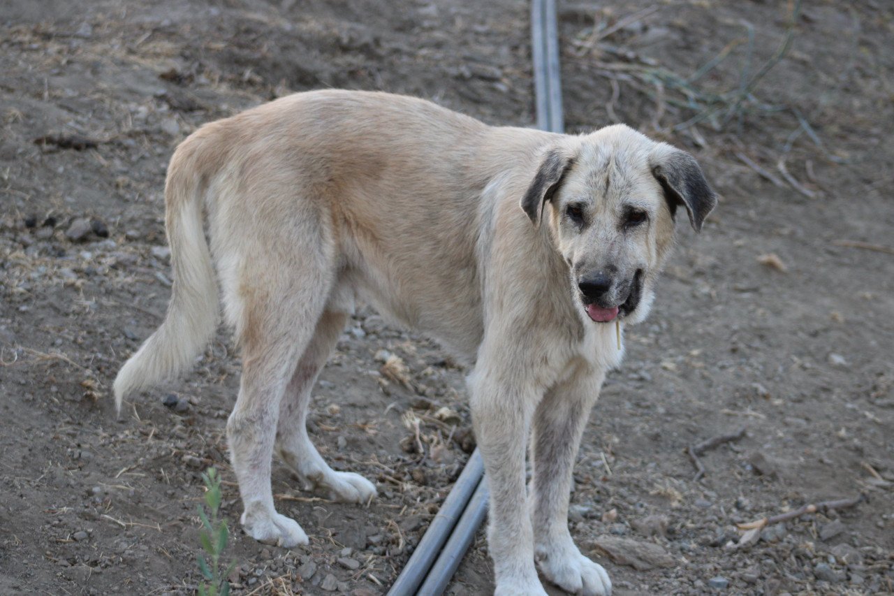 Alora Dog Rescue: Logan, grote knuffelbeer zoekt een baasje