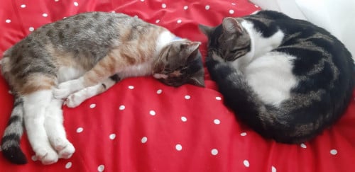 Twee lieve poezen