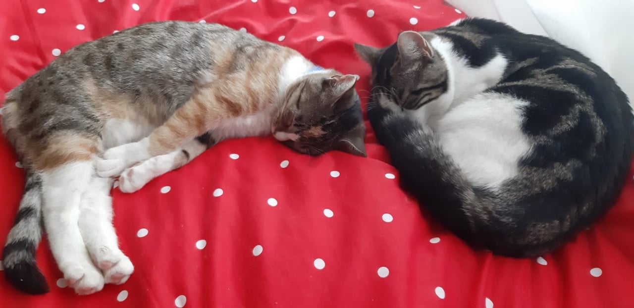 Twee lieve poezen