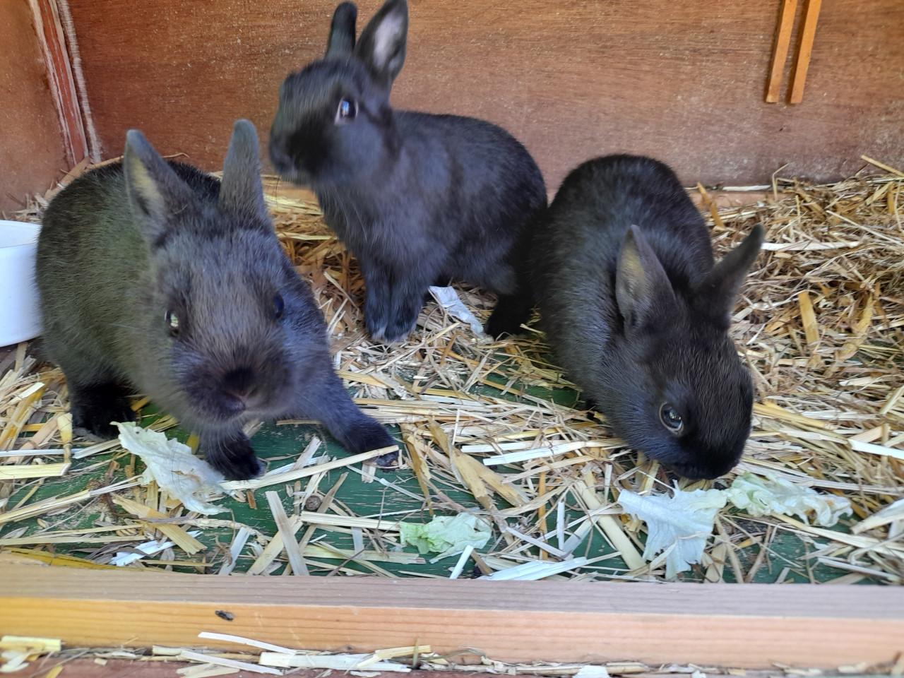 Prachtige kleurdwerg konijntjes. € 10, per stuk