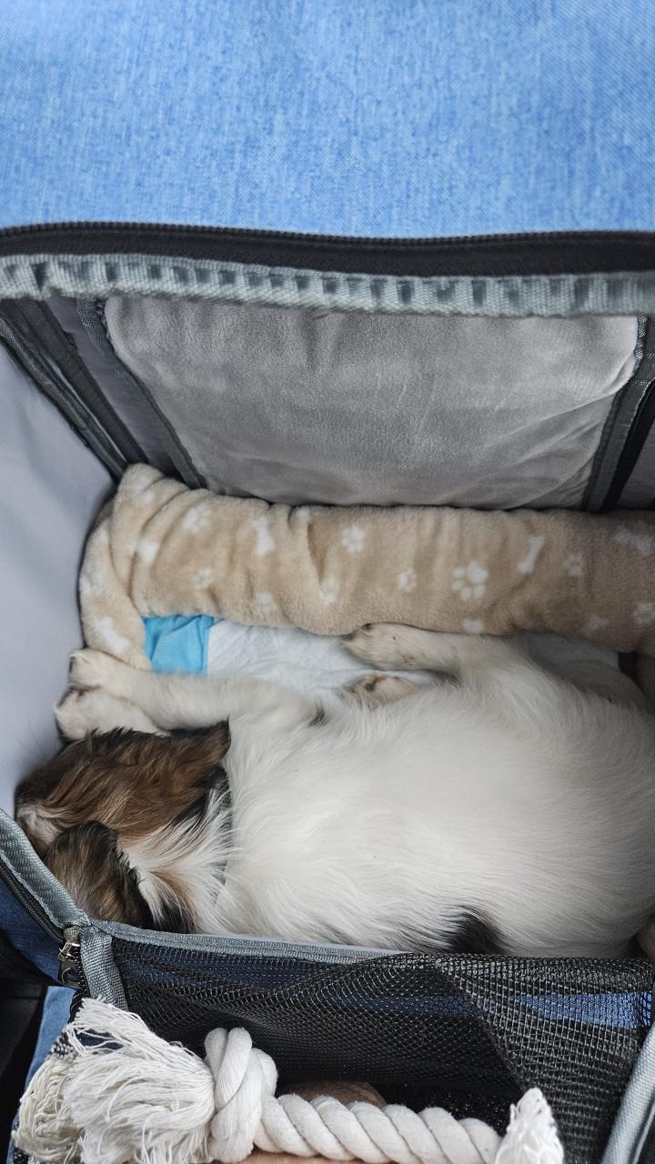 Rugzak kleine hond of kat.