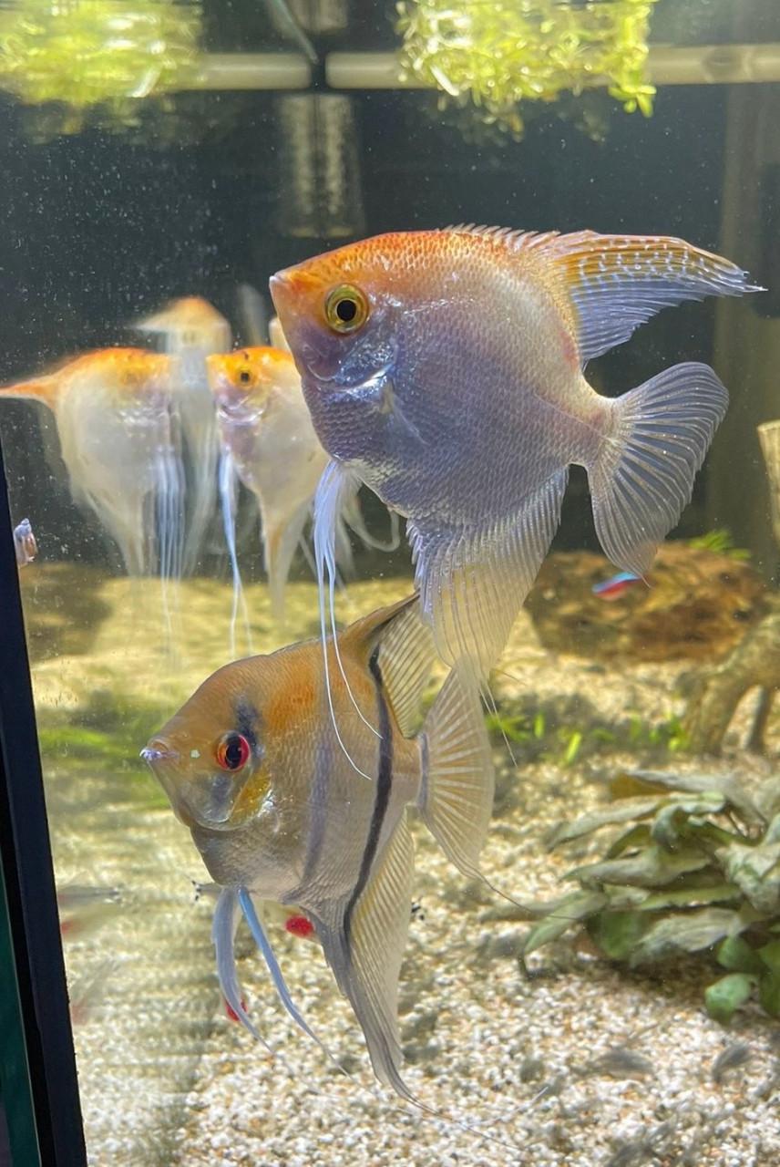 Koppeltje maanvissen