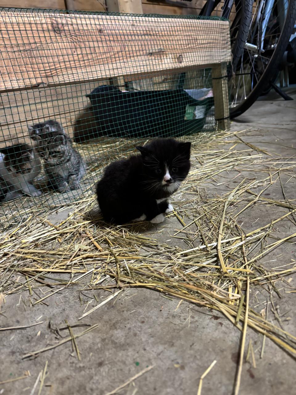 4 boerderij kittens