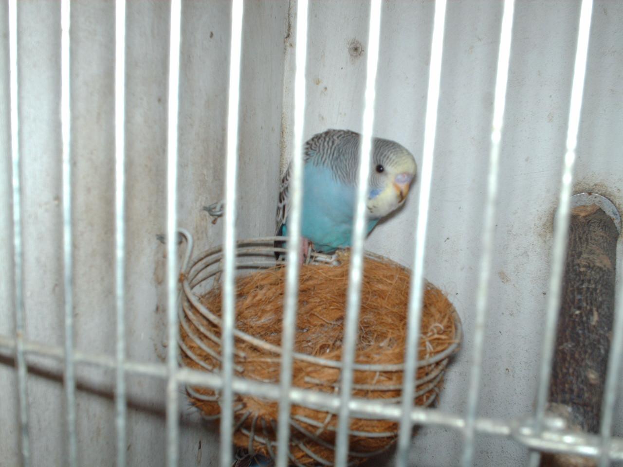 Te koop  :  Jonge grasparkiet.