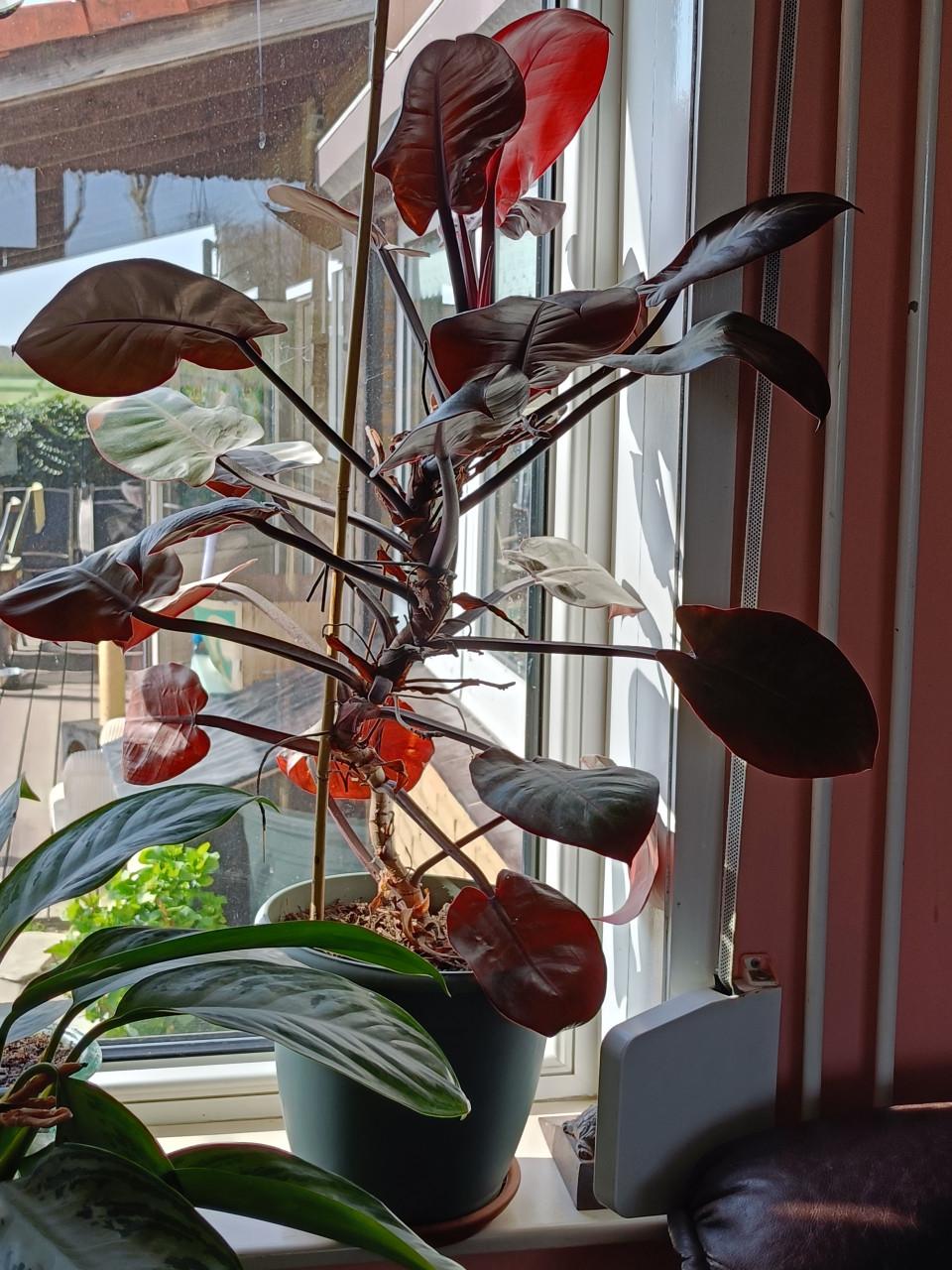 Kamerplant Philodendron Pink