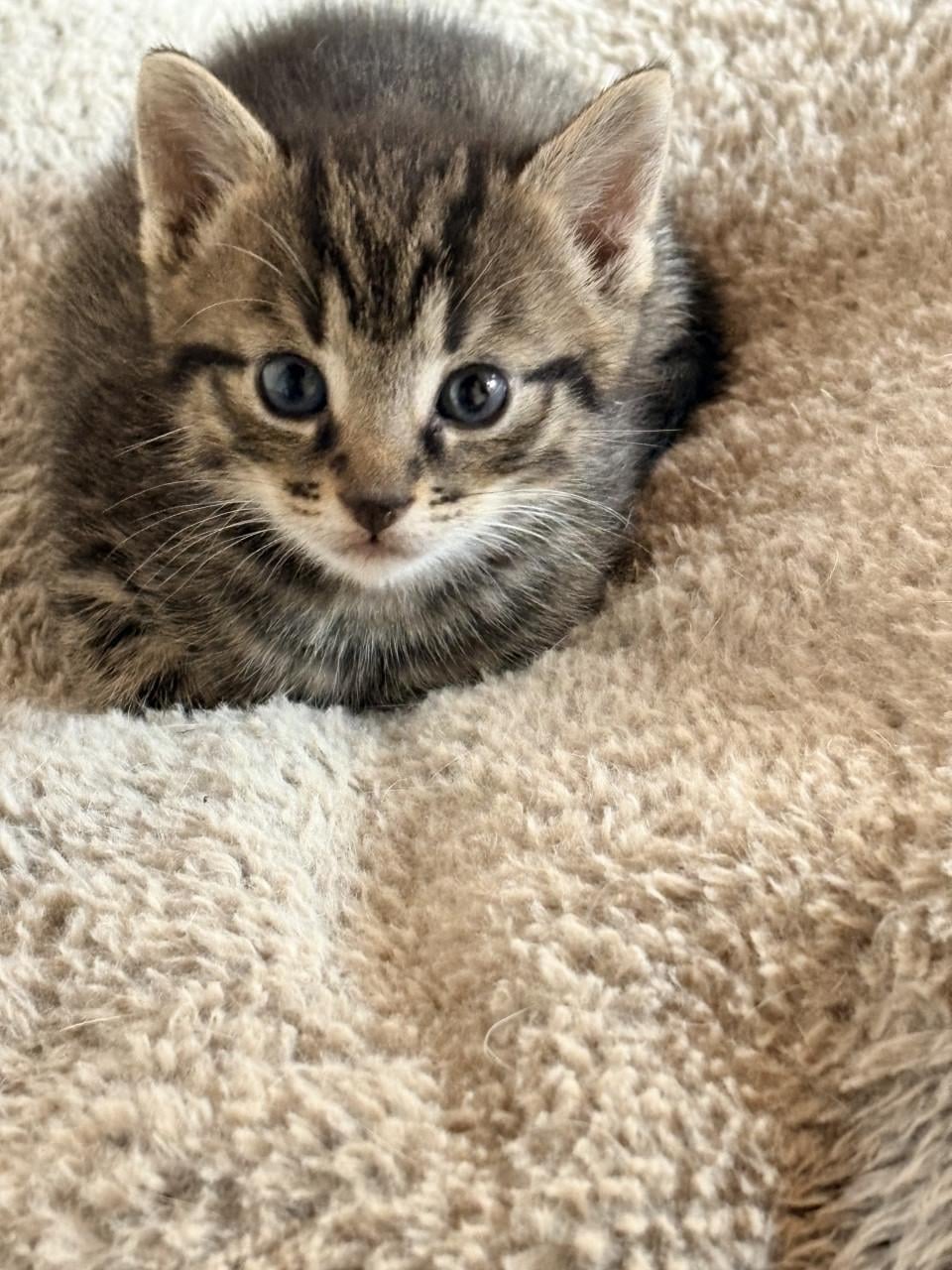 Kittens te koop