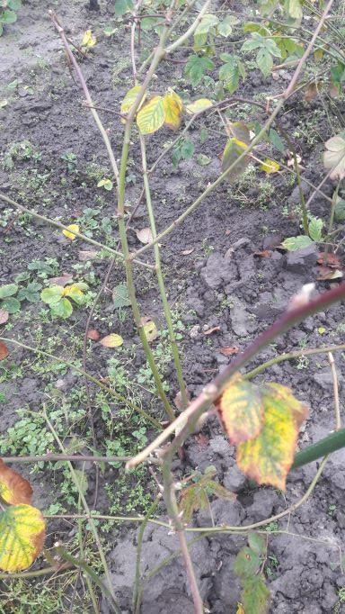 Bramenstekken, bessenstekken, druivenstekken