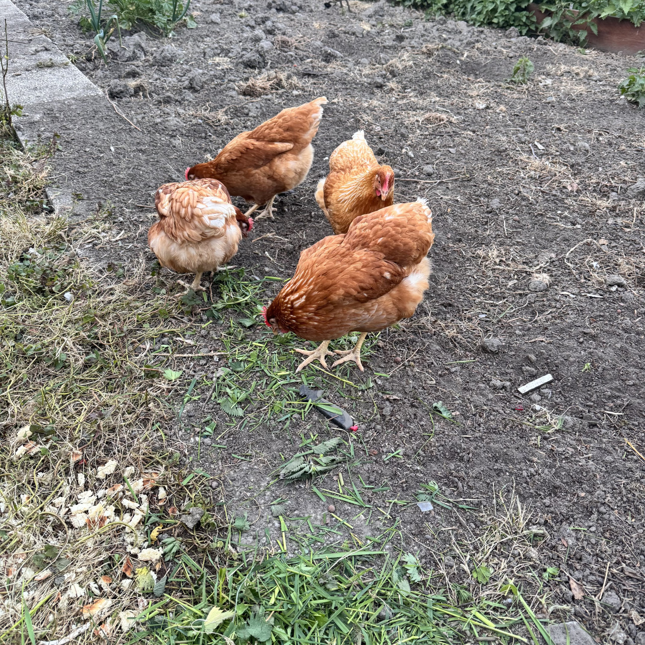 (5x ) Kippen