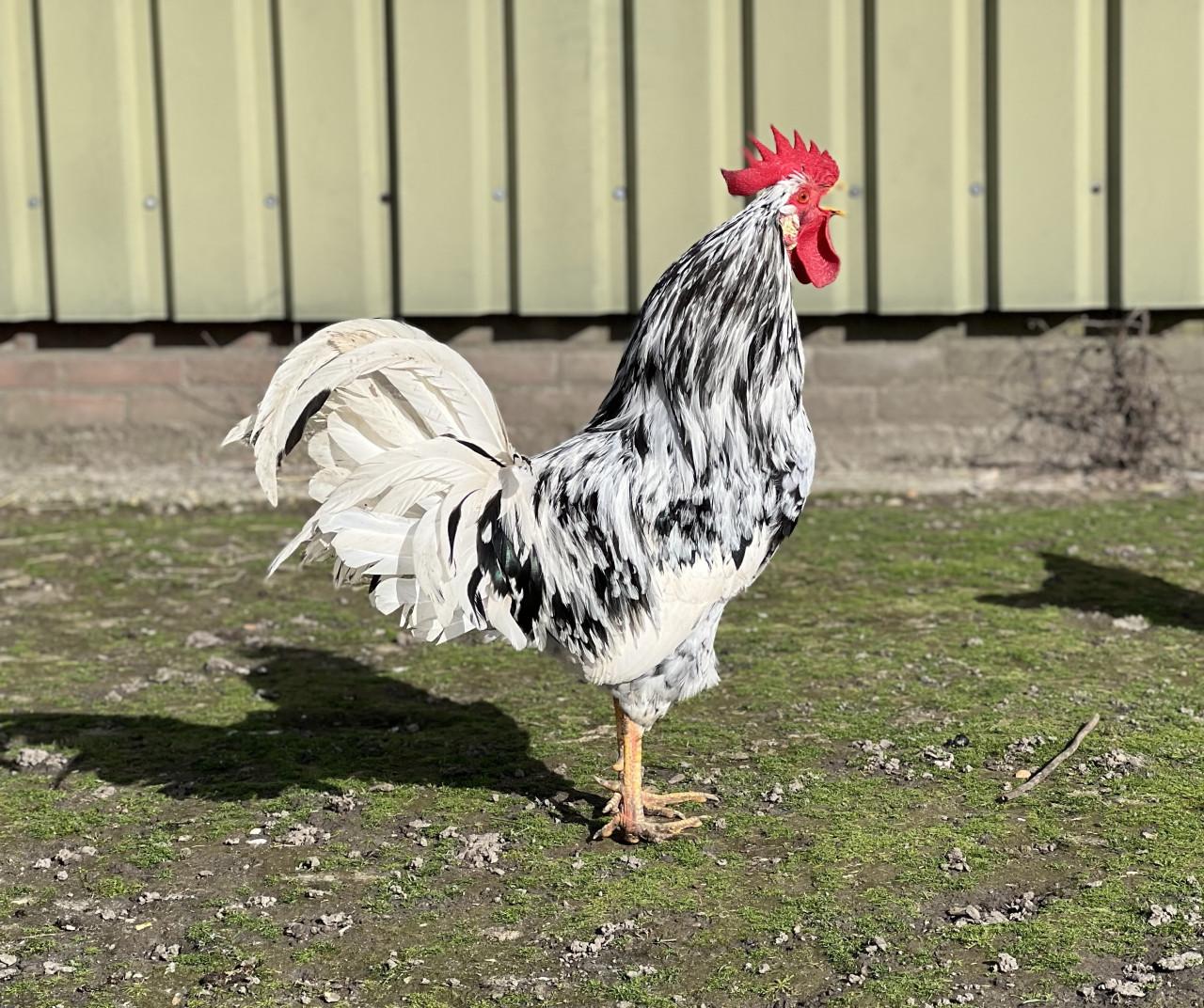 Broedeieren te koop van Bonte Leghorn