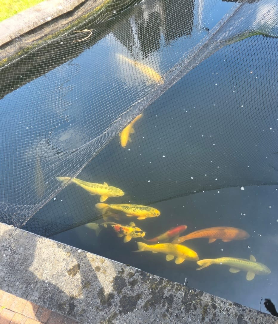 Koi/ karper / vijvervissen