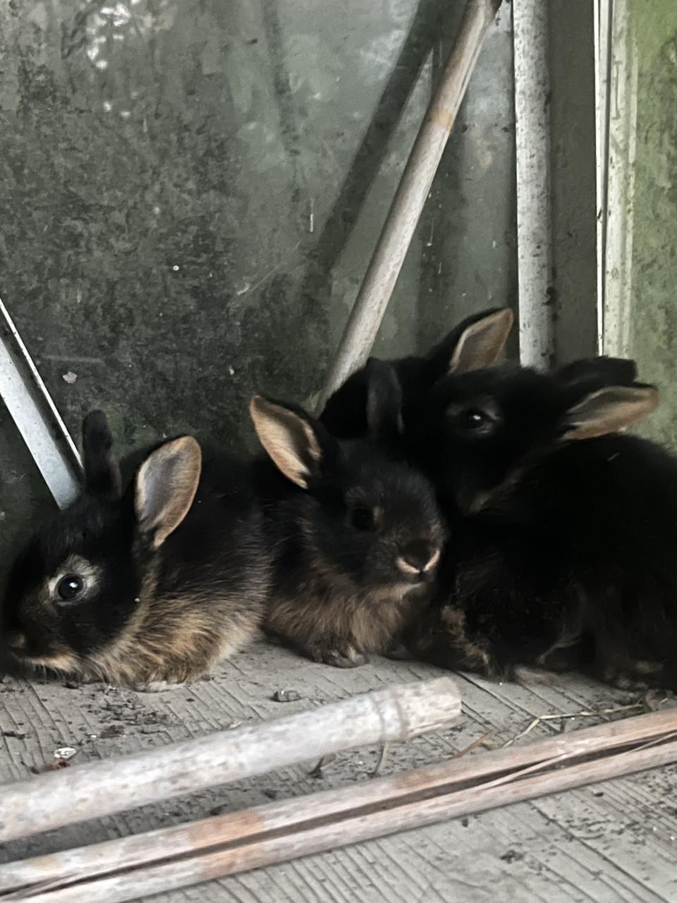 Baby konijnen te koop