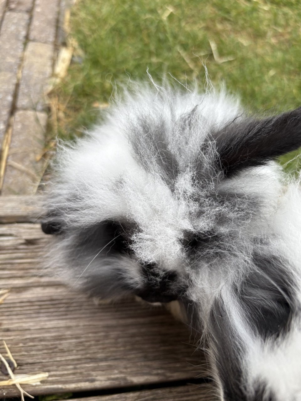 2 lieve jonge konijntjes