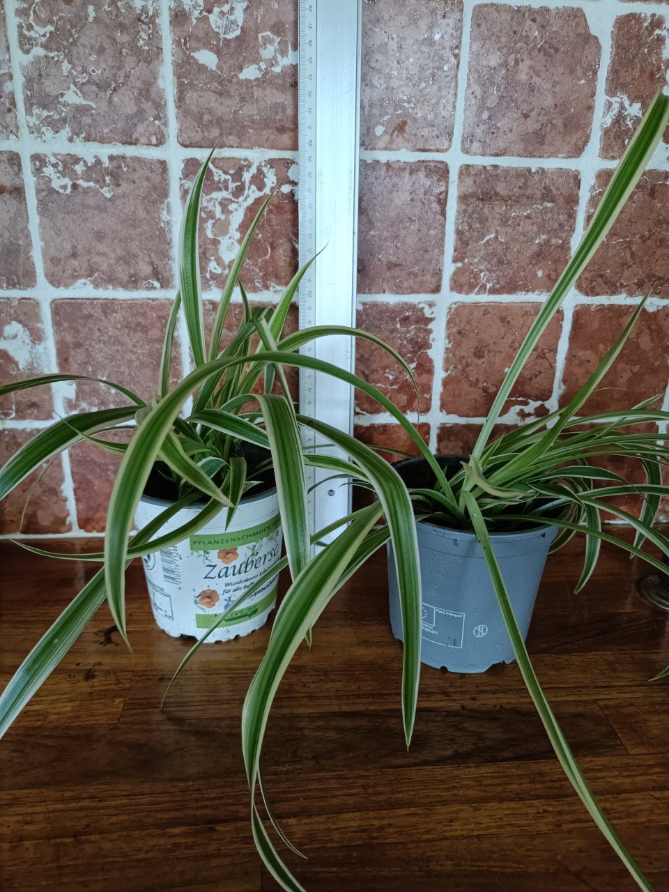Kamerplanten en kleine courgette plantjes