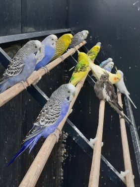 Diverse kleuren jonge grasparkieten