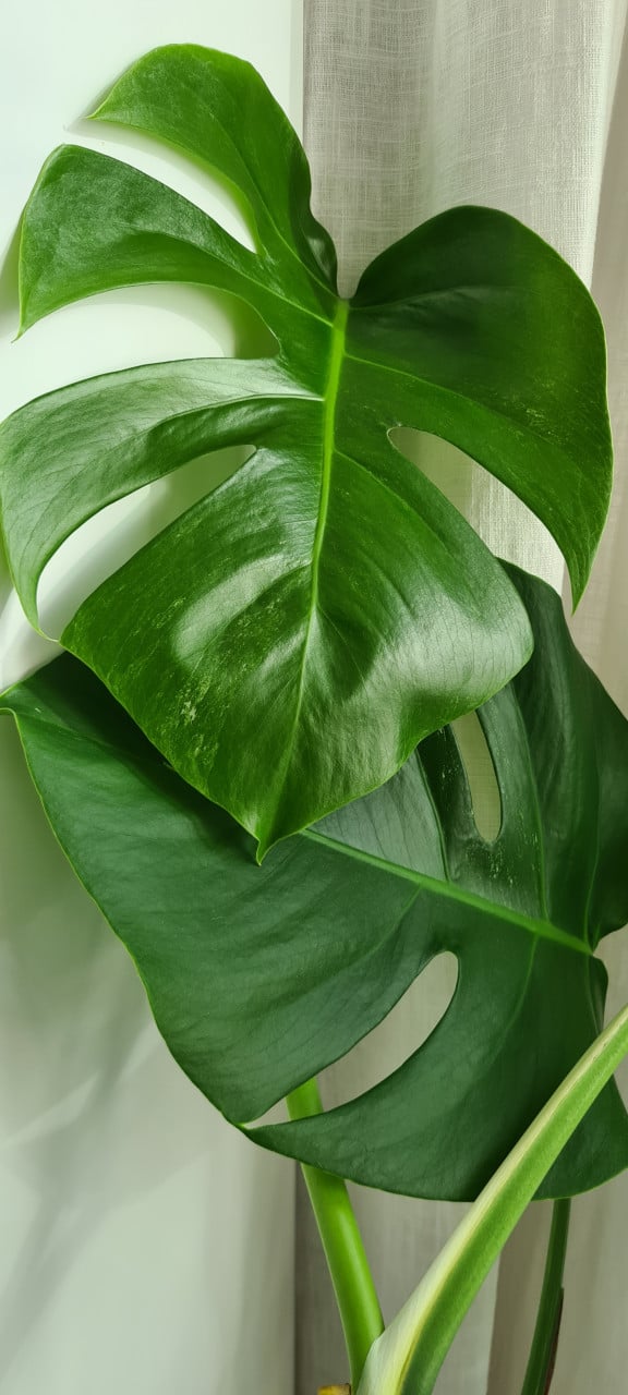Monstera Variegata stekken