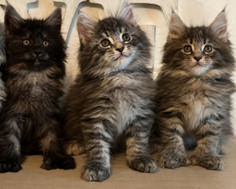 Maine coon kittens