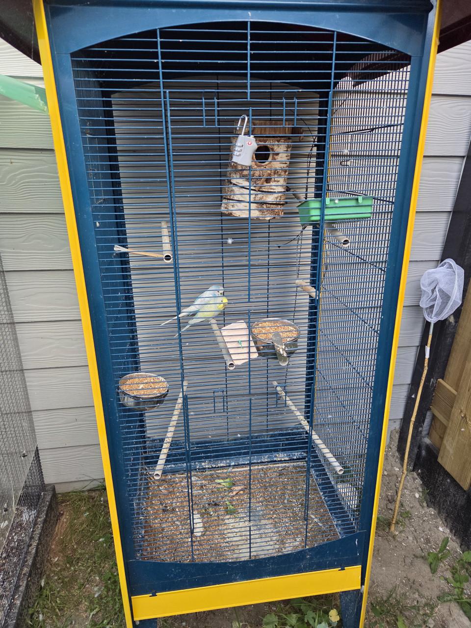 Grasparkieten met kooi