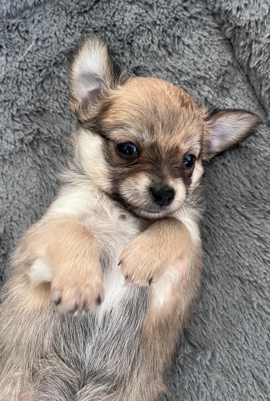Chihuahua puppy