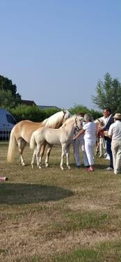 Haflinger merrie veulen