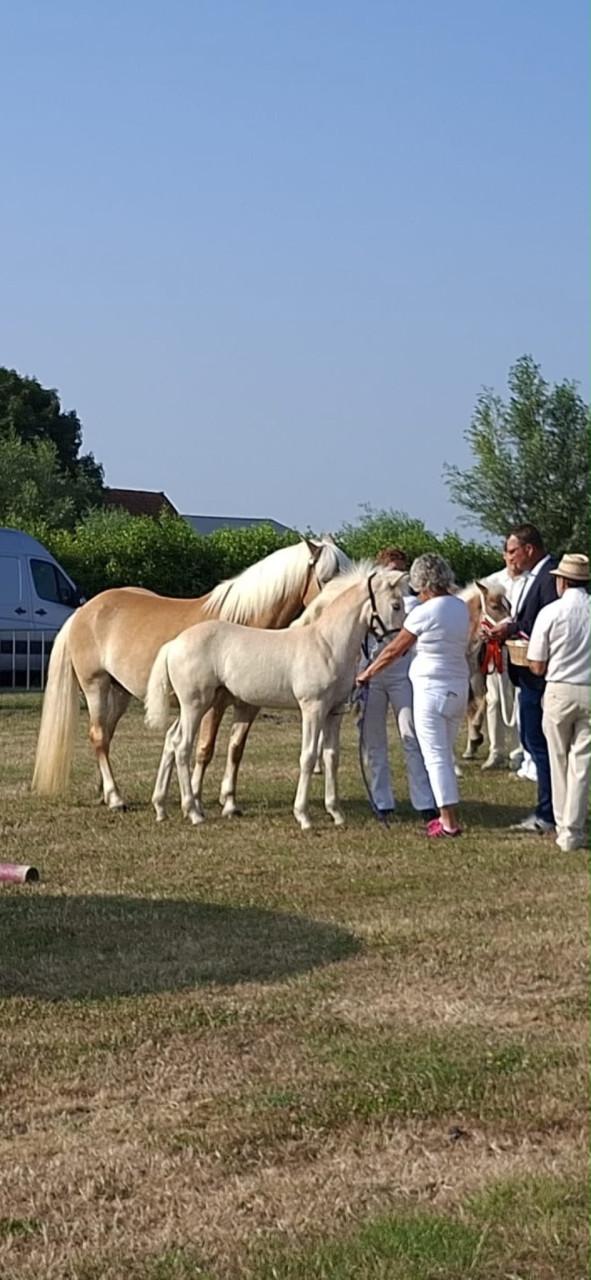 Haflinger merrie veulen