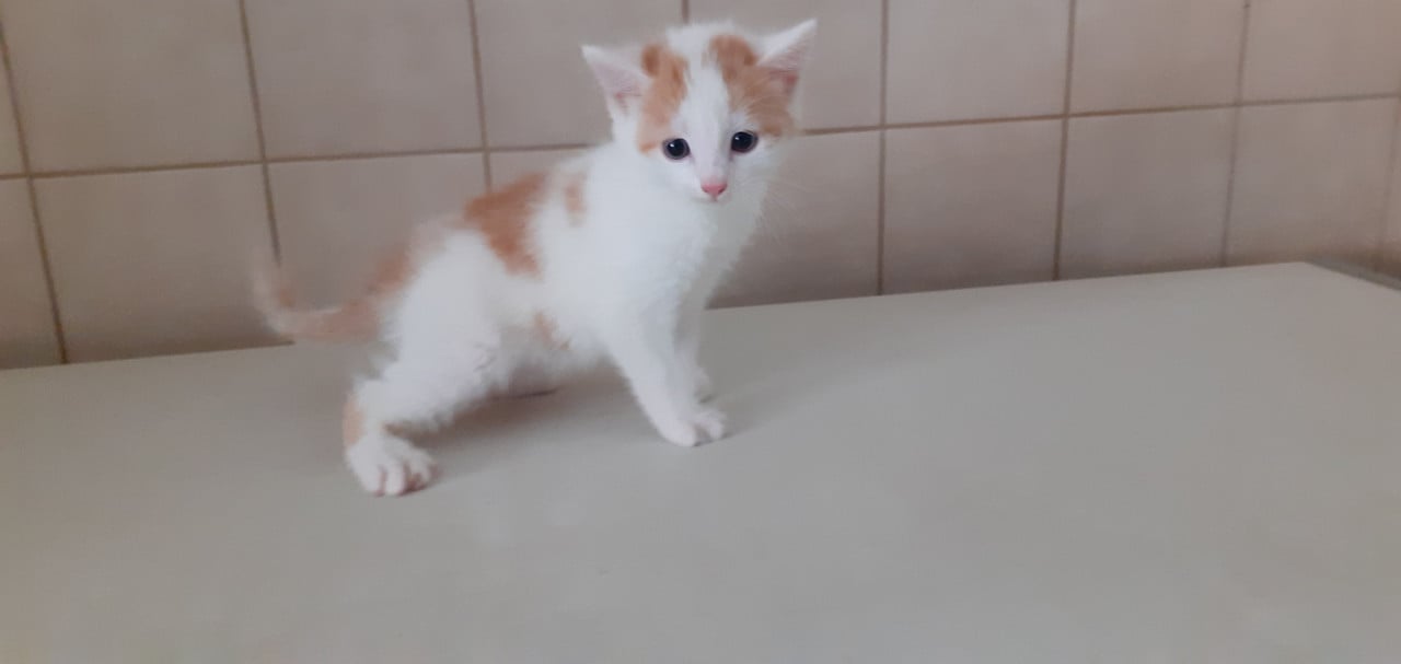 Kittens