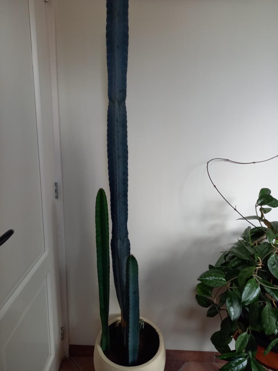 4 cactussen