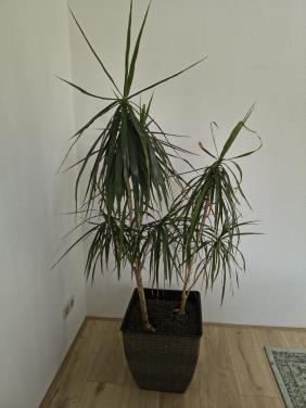 Kamerplant met pot Dracenea