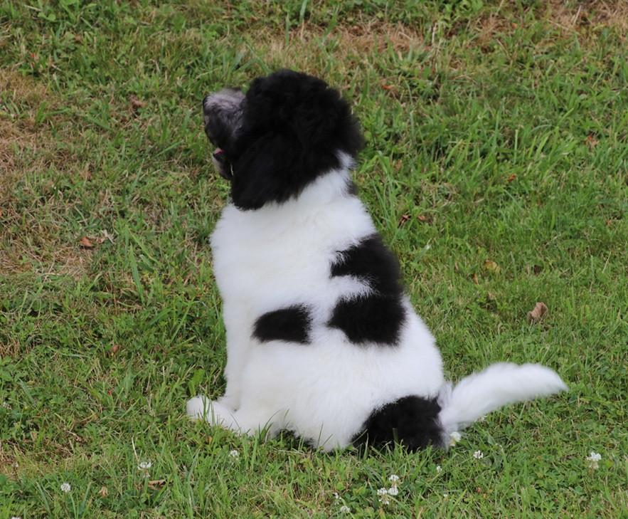 Bonte Harlekijn labradoodle pups