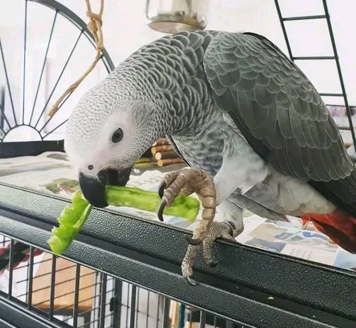 Grijze roodstaartpapegaai met kooi voor adoptie