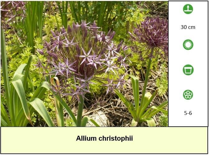 Een border inplanten met mooie en betaalbare bijen,- en vlinderplanten ?