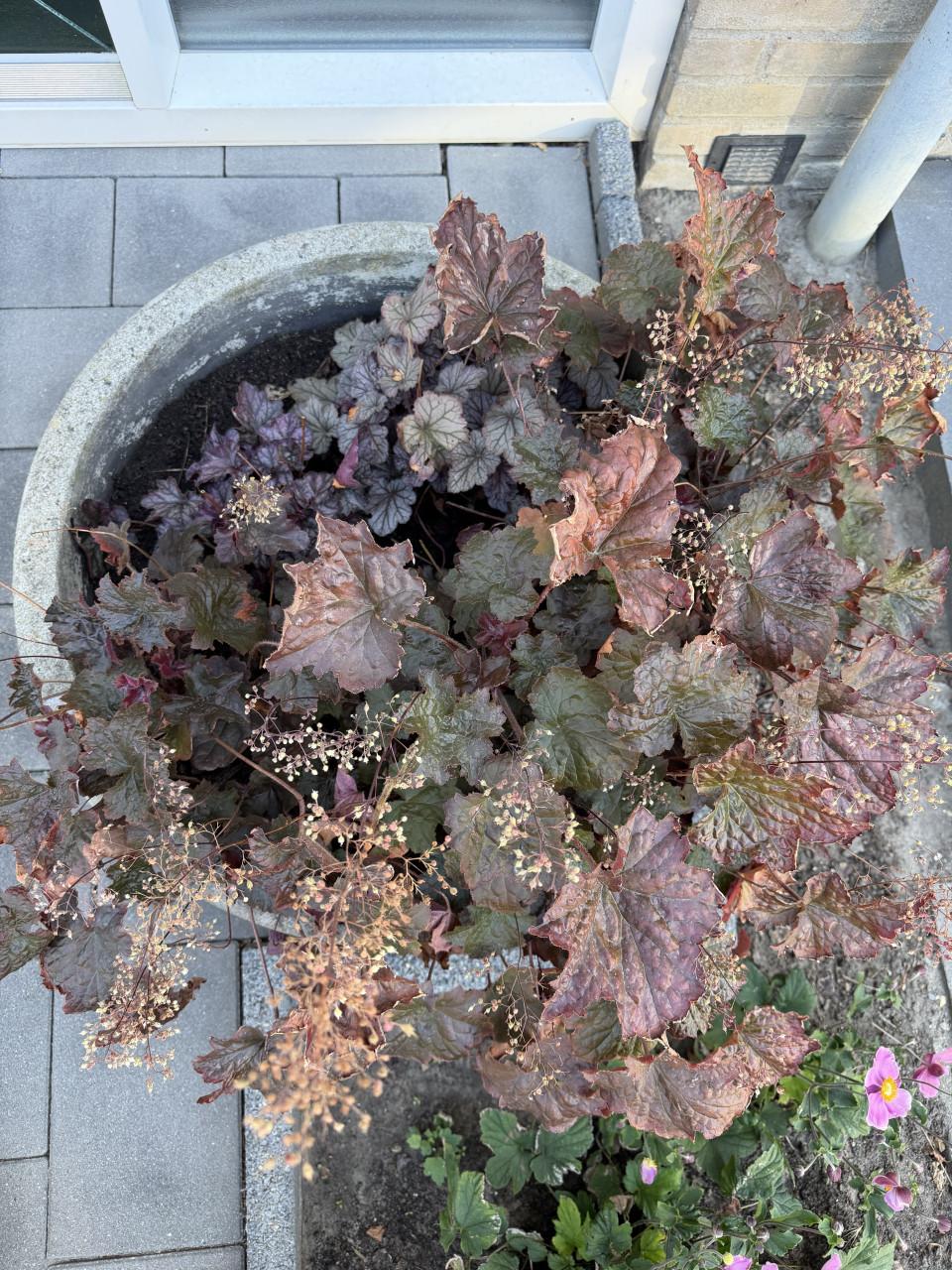 Vintage betonnen plantenschaal Ø 70 cm