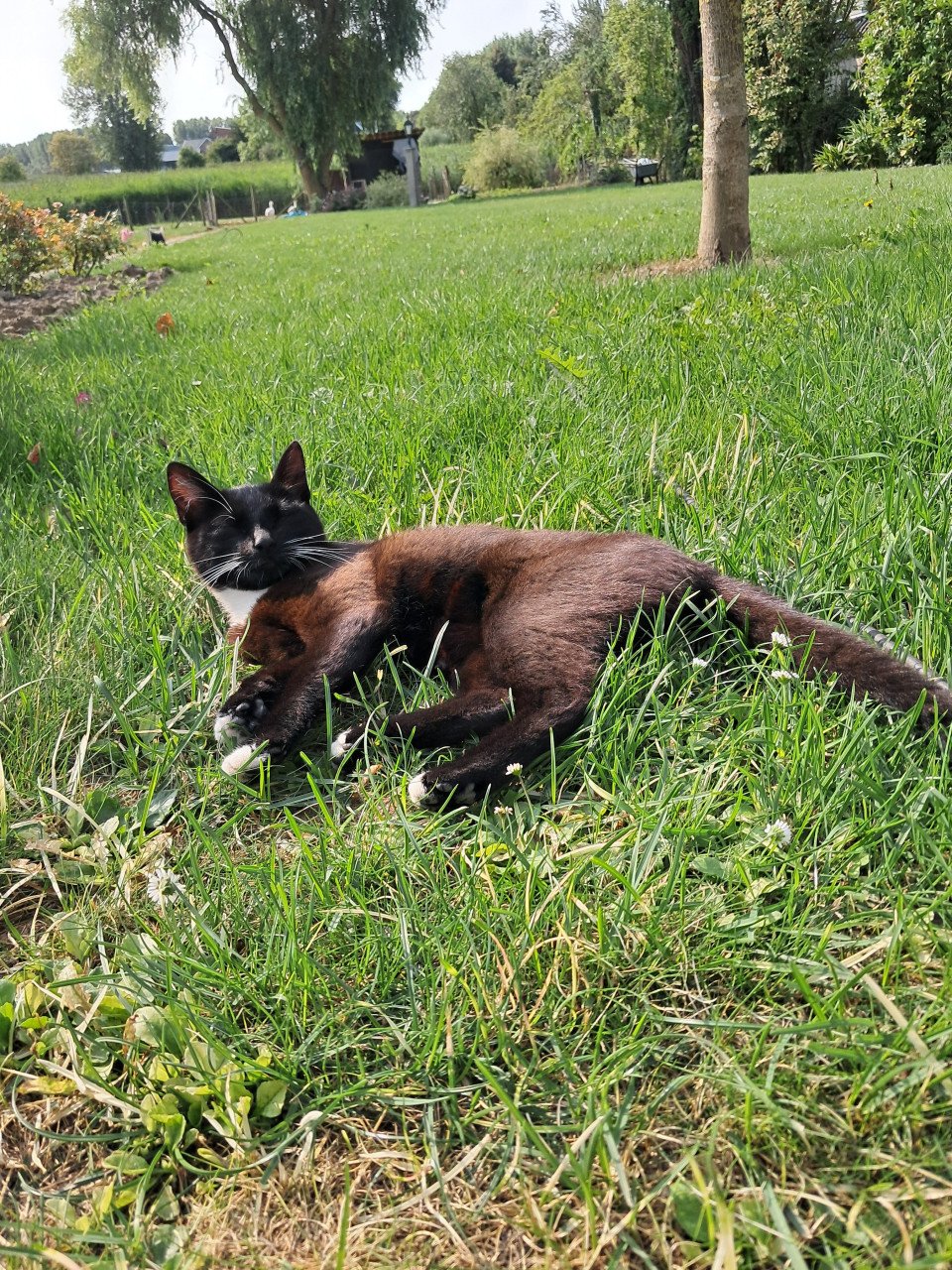 Kitten -vrouwtje- te koop