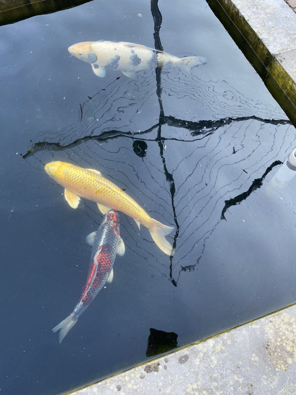 5 Koi karpers te koop ongv 50-70cm