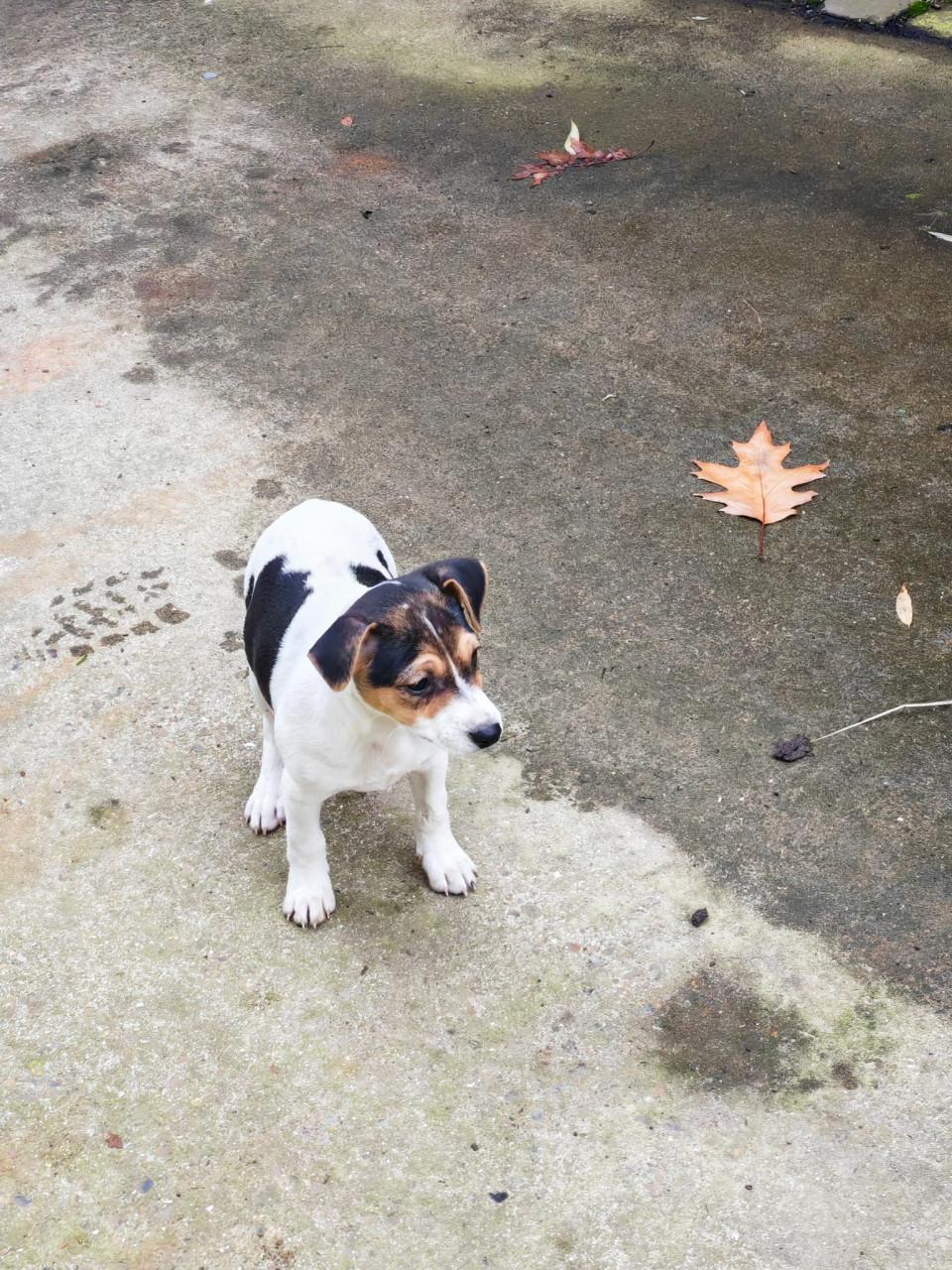 Boerenfox driekleurig