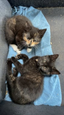 3 mooie boerderij kittens