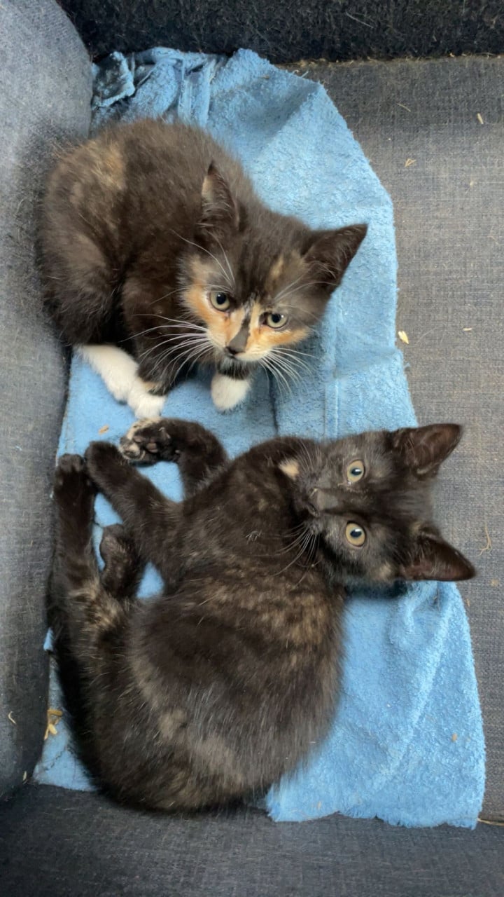 3 mooie boerderij kittens