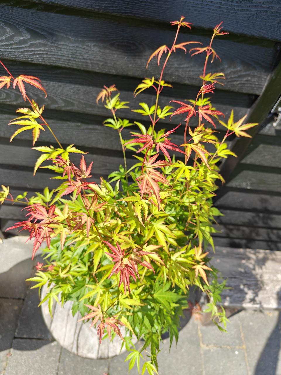 De Acer palmatum 'Wilson's Pink Dwarf' Japanse esdoorn