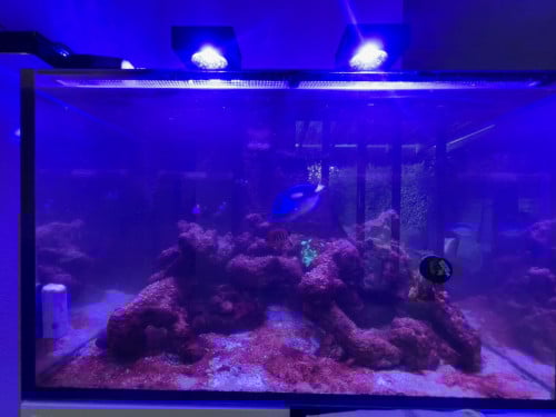 Diverse zeeaquarium vissen i.v.m. stoppen