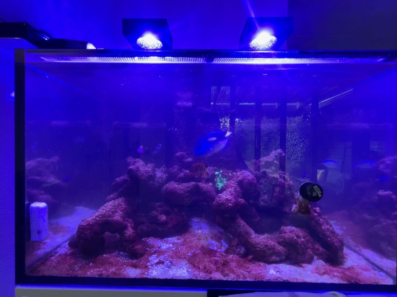 Diverse zeeaquarium vissen i.v.m. stoppen