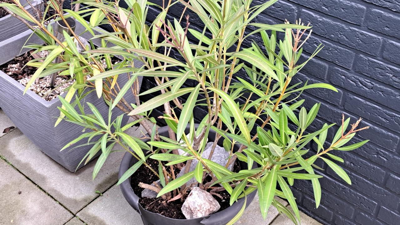 Plantenbakken incl. diverse planten