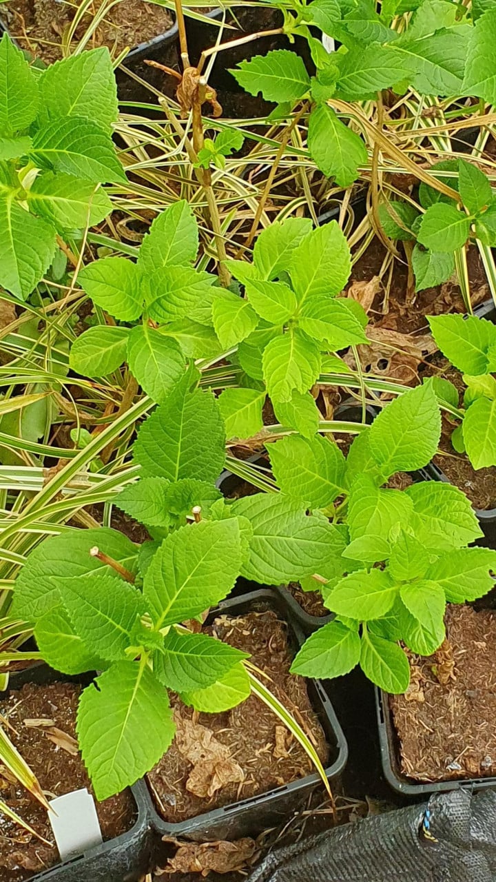 Diverse siergrassen en planten