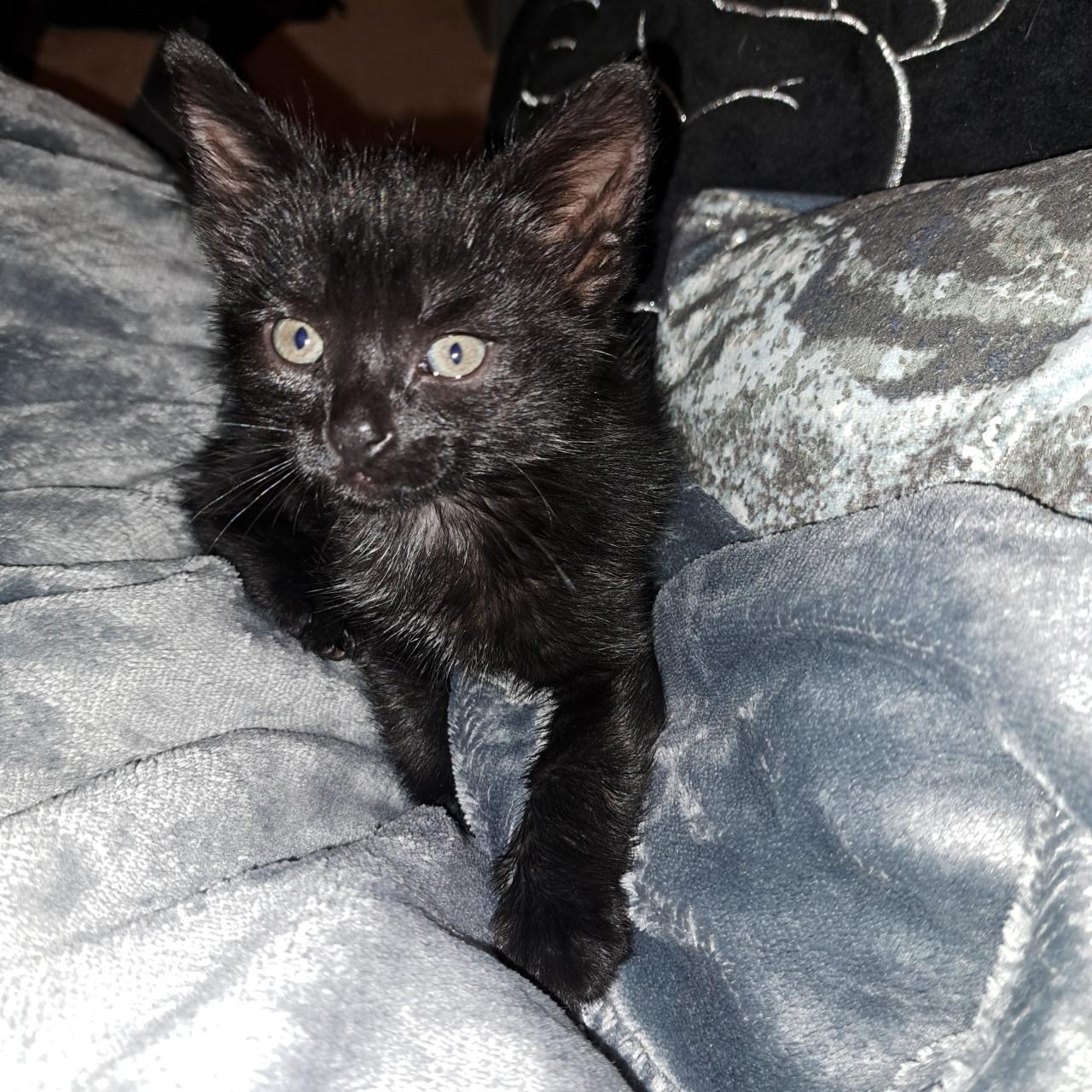 Lieve kitten