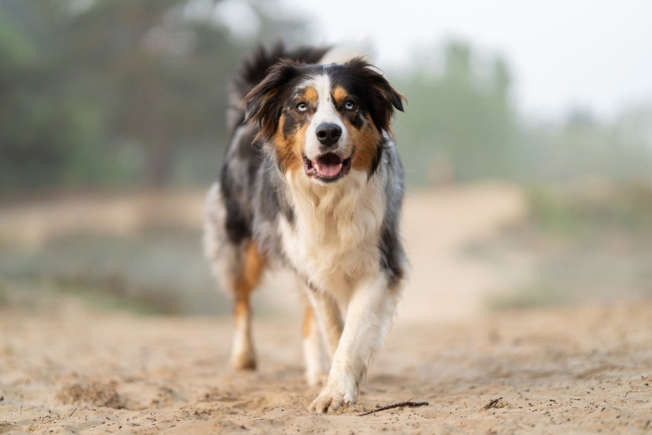 Nieuw huisje voor onze hond