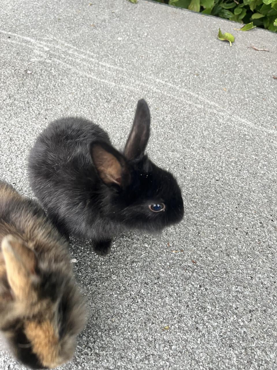 Baby konijntjes