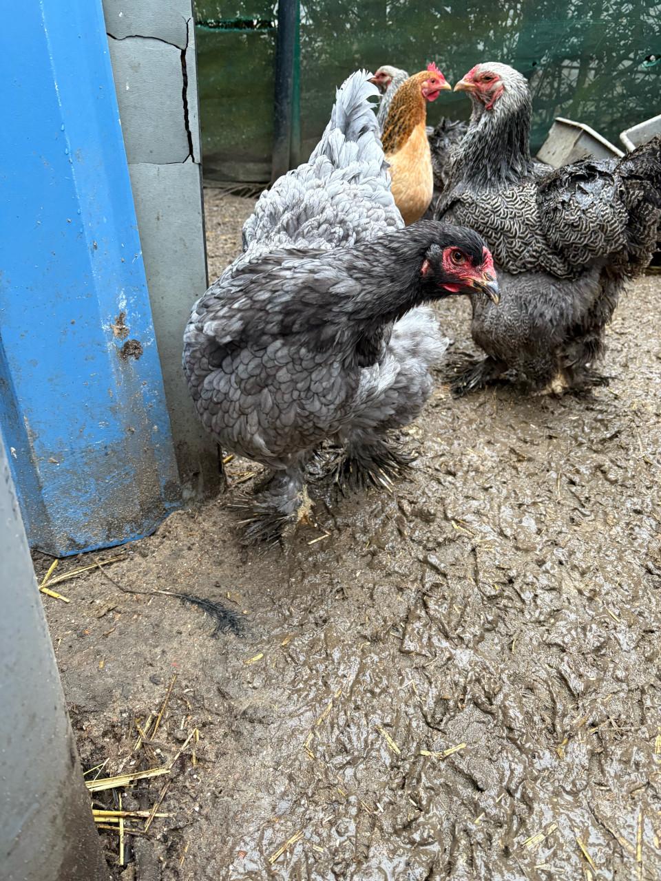 Brahma blauw hen groot